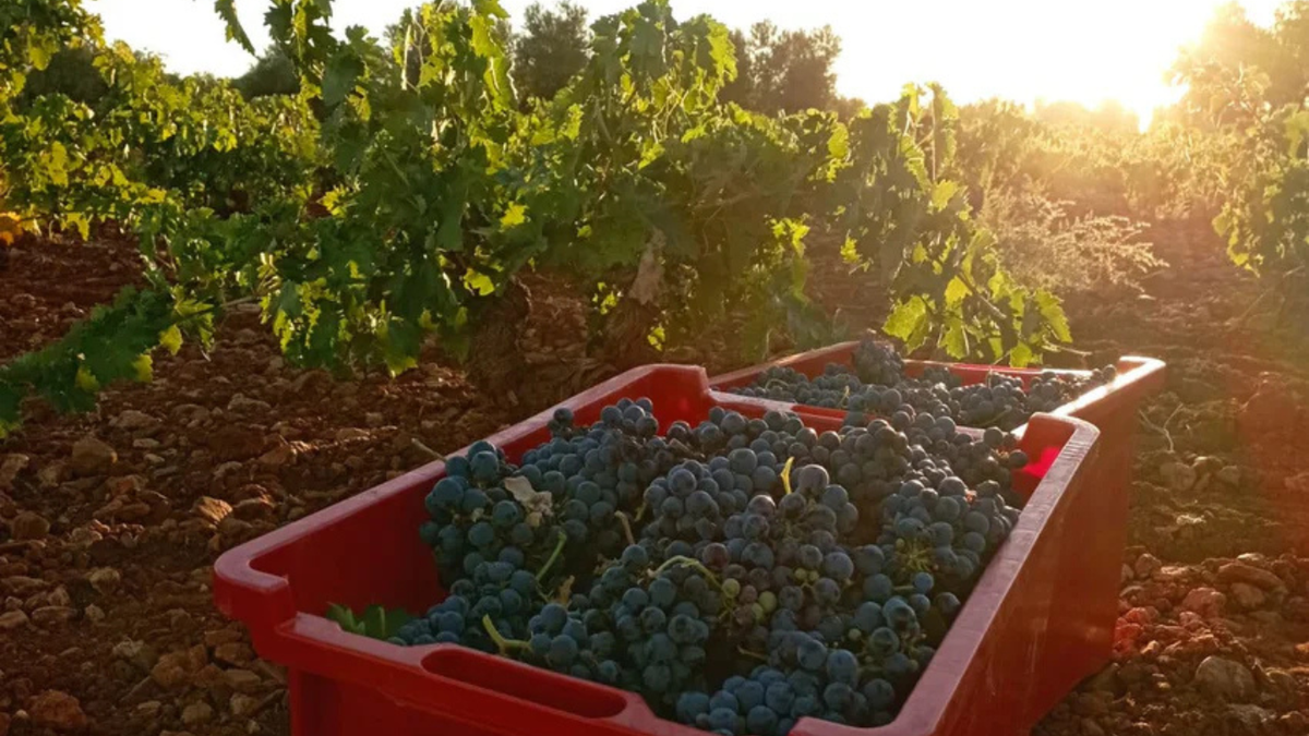Azienda vinicola Casa de la Nava