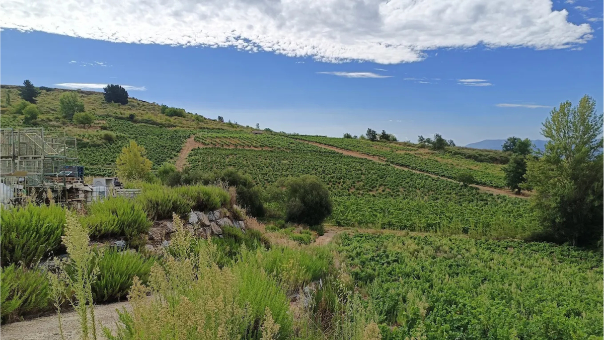 Cantine e vigneti Raul Perez