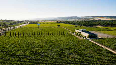 Finca Rodma Bodegas y Viñedos