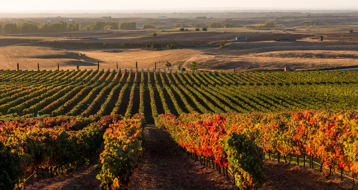 Azienda vinicola Domino de Basconcillos