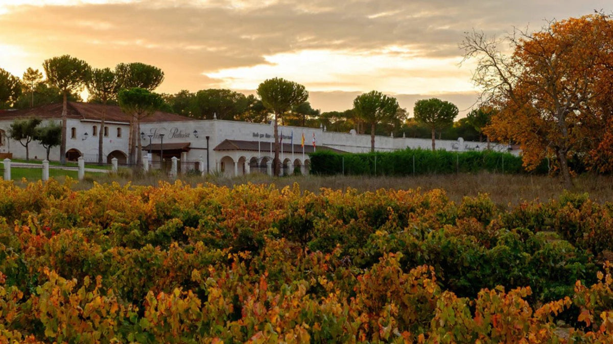 Hnos. Cantine Pérez Pascuas (Viña Pedrosa)