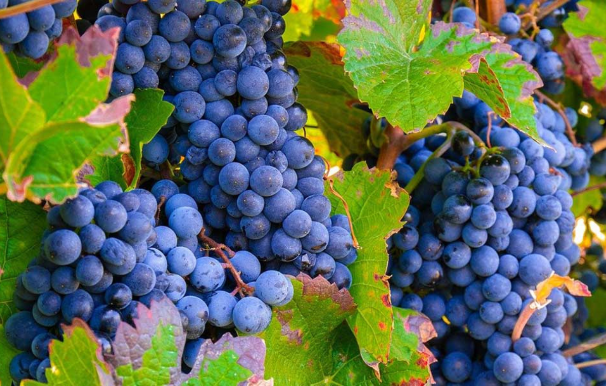 Monastrell