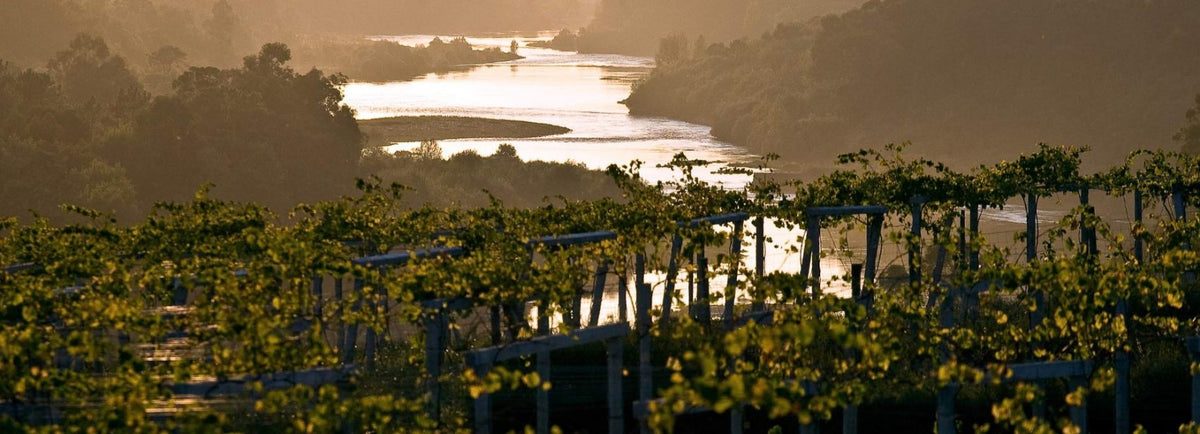 Azienda Vina Nora