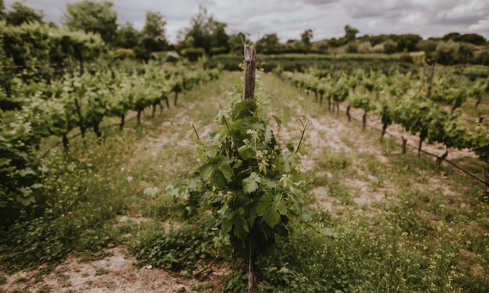 Cantine Regajal